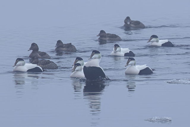 Foggy Morning Ducks
