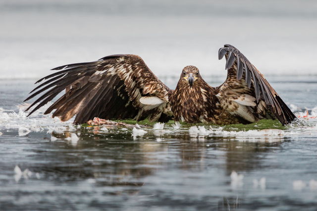 Bad Day at the Lake