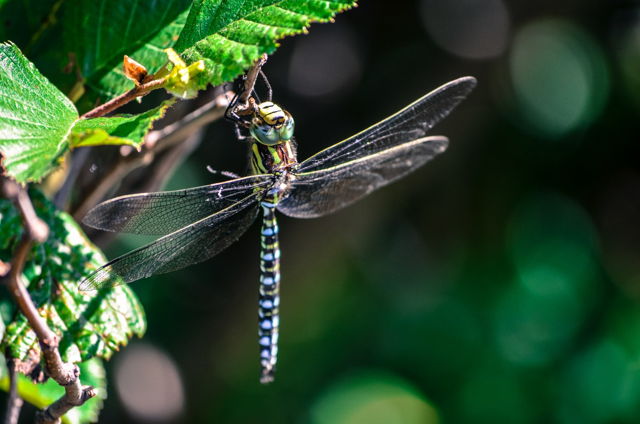 Dragon Fly