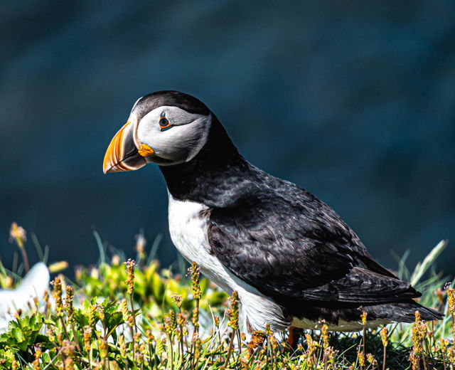 Puffin in Elliston