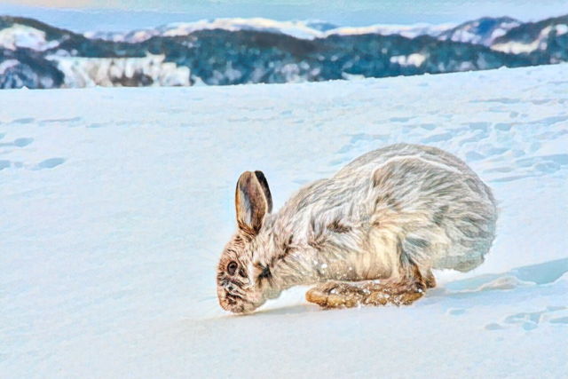 Snowshoe Hare III, Trinity East, NL