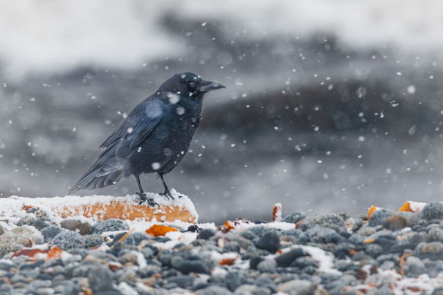 Beachcombing in the Snow