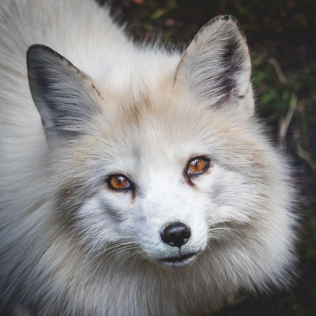 Eyes of an Arctic Fox