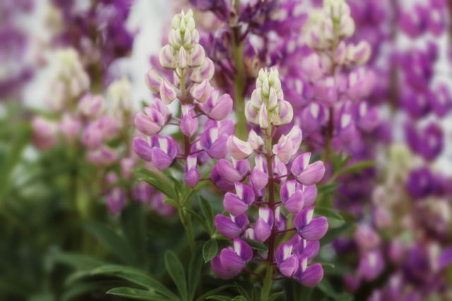 Lupins