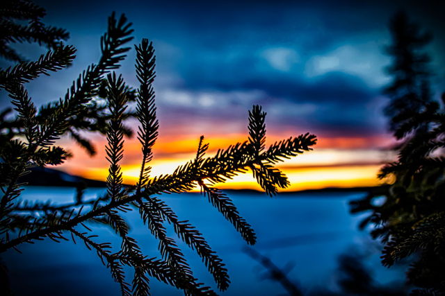 Sunset Spruce