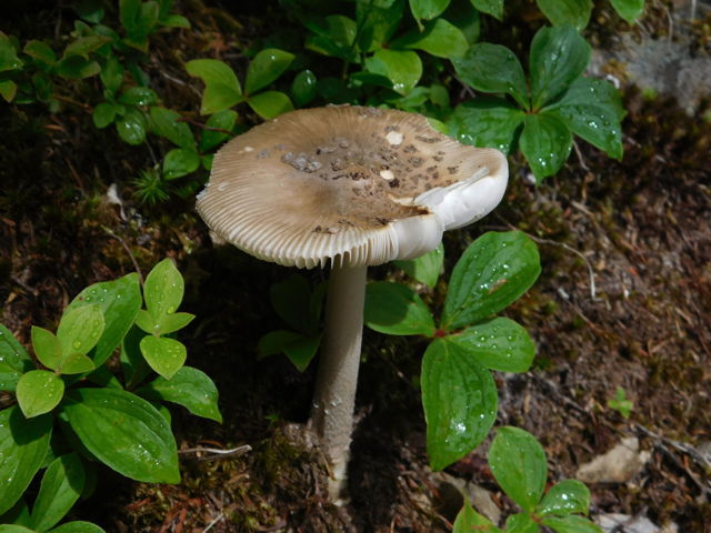 Amanita rhacopus