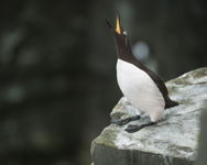 Cliffside call of the Guillemot