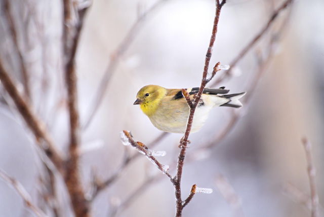 American Goldfinch perched on ice covered branches
