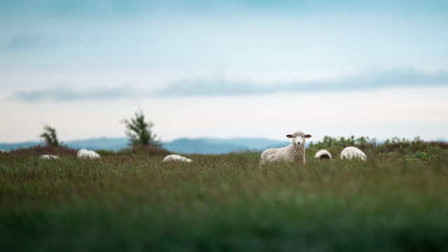 Can I Help Ewe
