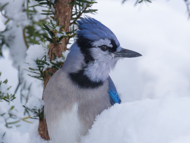 Bluejay in the Snow