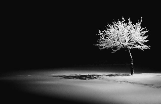 Lone Tree