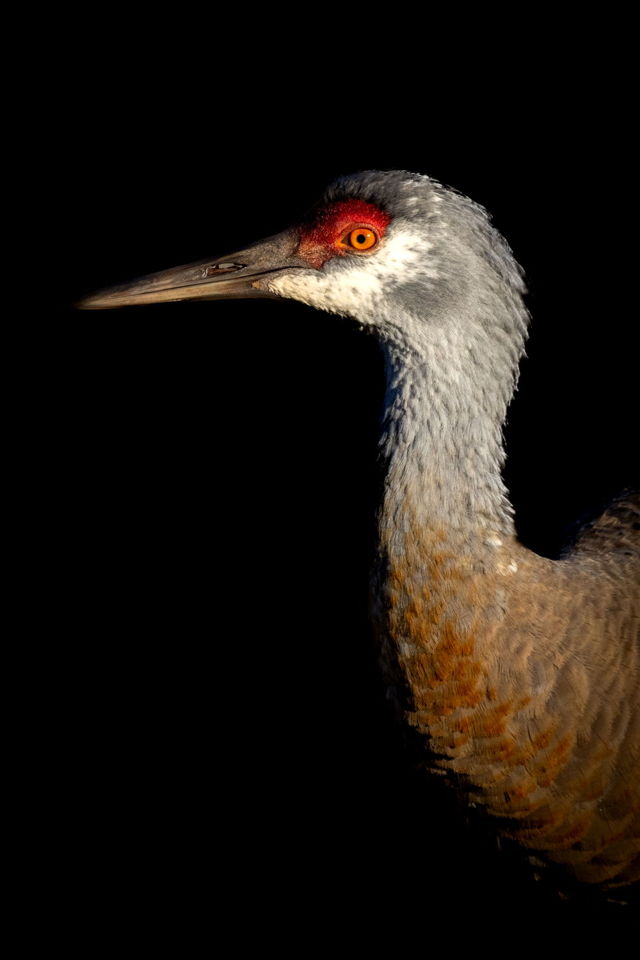 Ember Eye