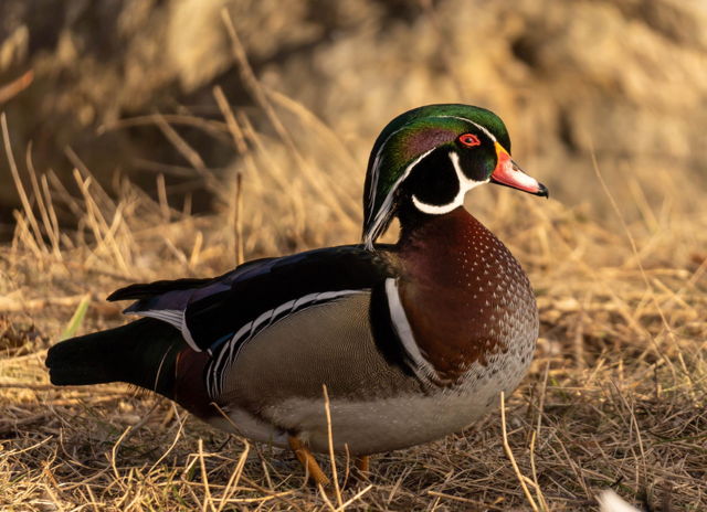 Wood Duck