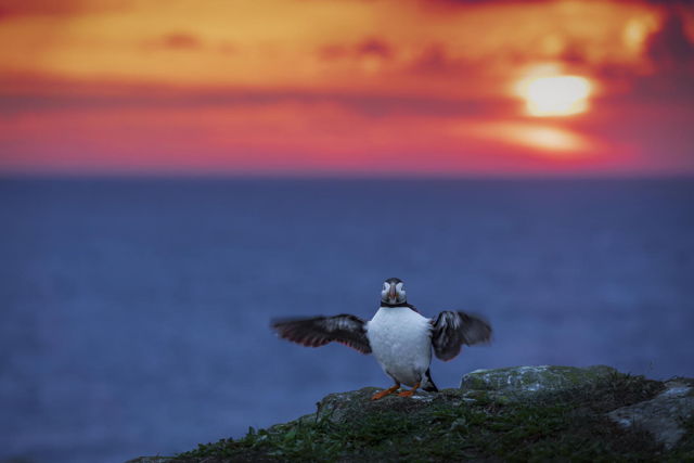 Sunrise Puffin