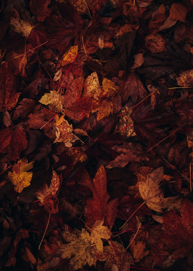 Fallen Foliage