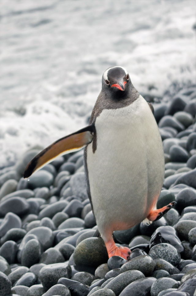 Penguin - Gentoo Return, Fort Point