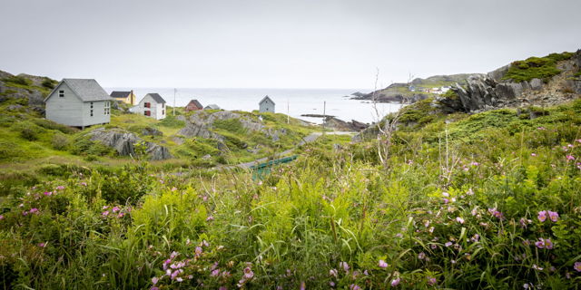 Among the Rocks and Wildflowers