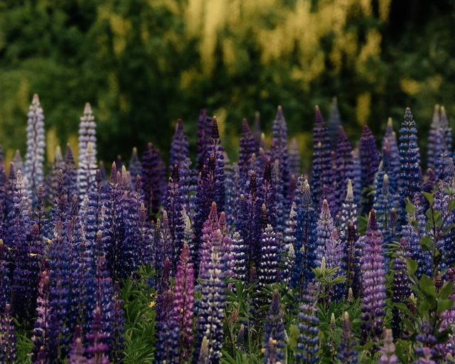 Field Of Lupins