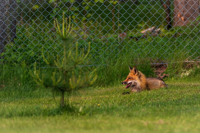 Papa Fox