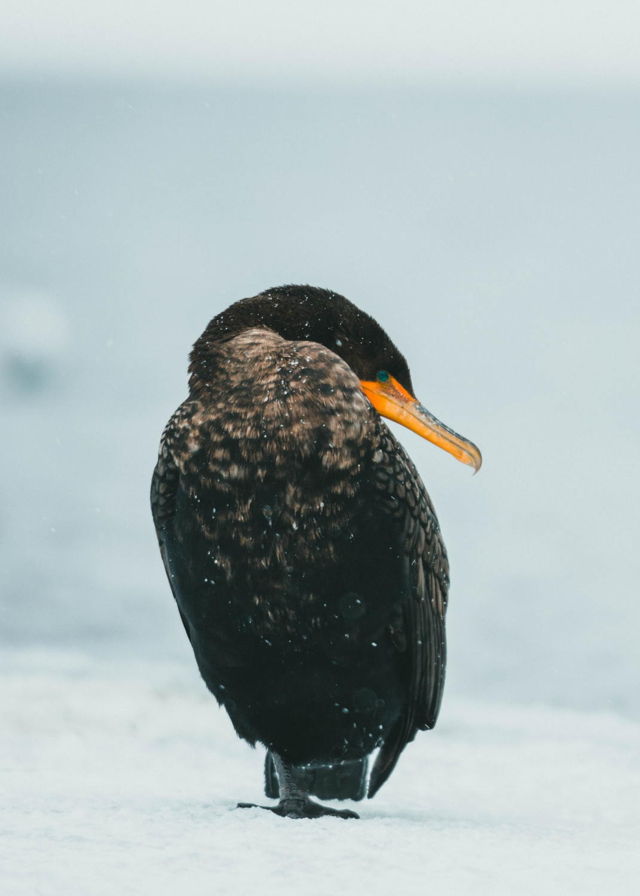 Cormorant