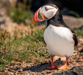 The Puffins Portrait