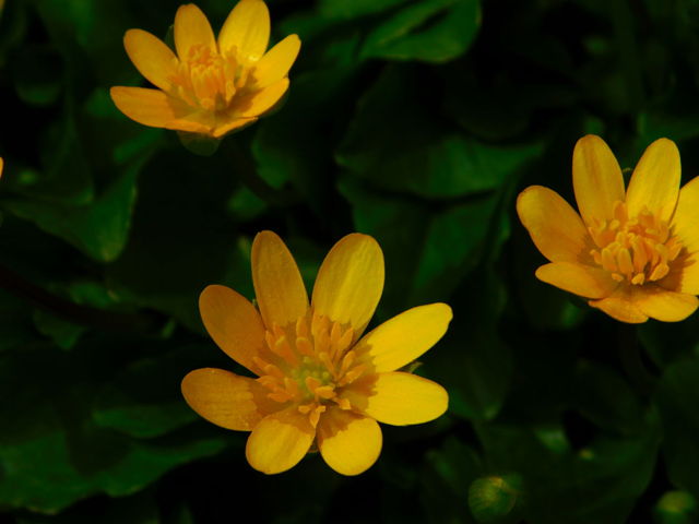 Creeping cinquefoil