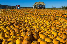 Field of Gold