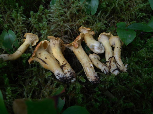Birch Chanterelles25