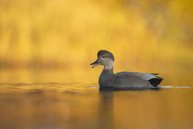 Gadwall in Fall Colors