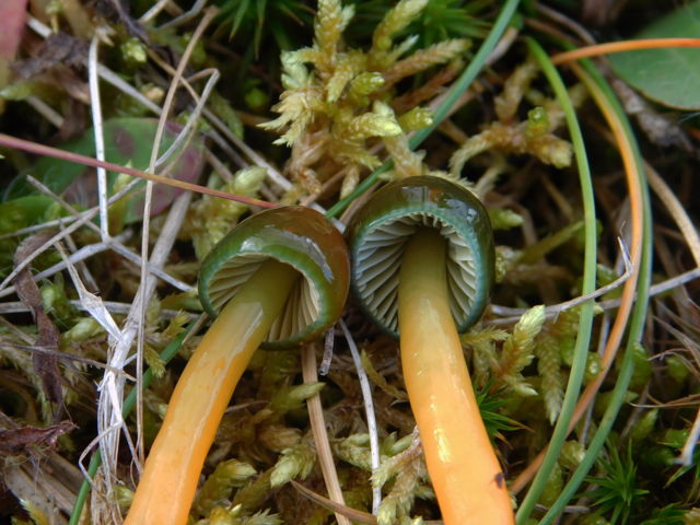 Parrot waxcap