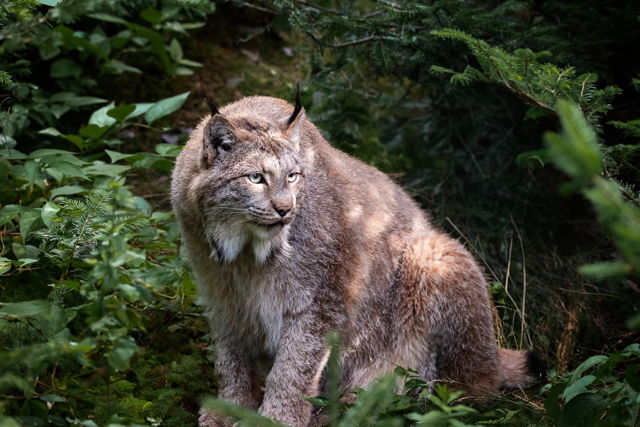 Wild Whispers , The Elusive Newfoundland Lynx