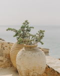 Greek Terracotta Vases