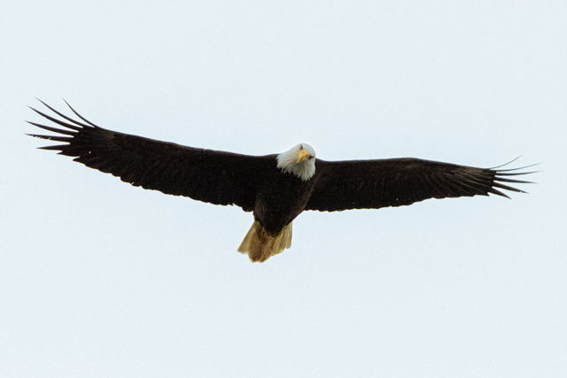 Eagle Eye
