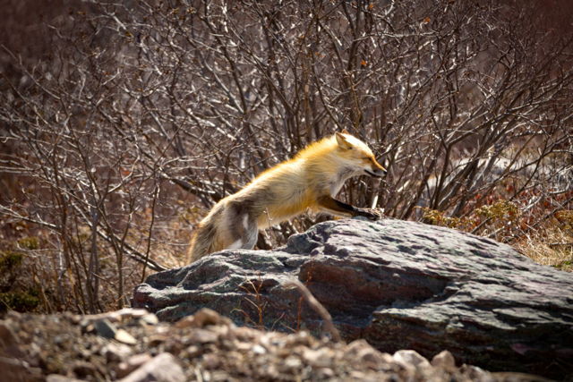 Red Fox hunting