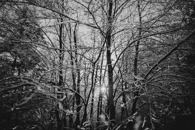 Oak and Snow