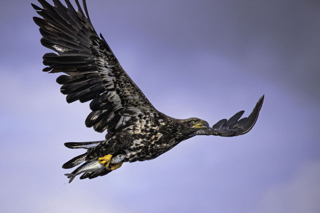 Bald Eagle Flying With Mackerel