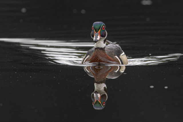 Swimming Colour
