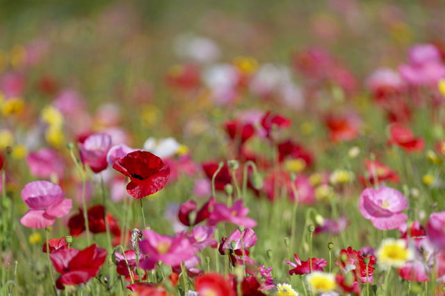 Wild Flowers