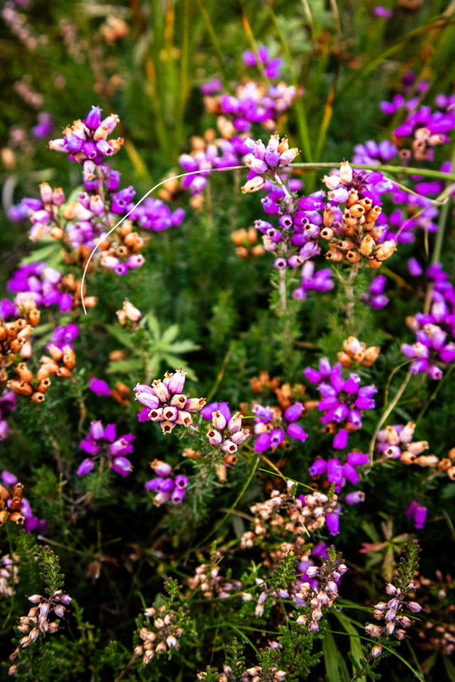 Wildflowers of Scotland