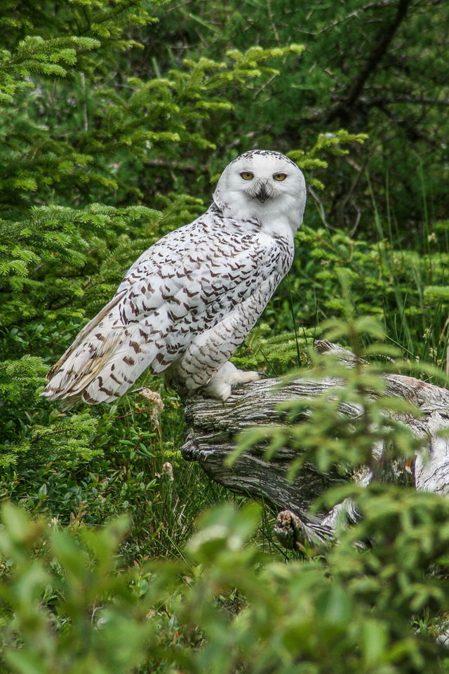 Snowy Owl