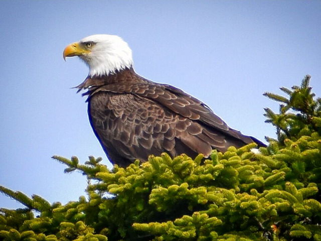 Regal