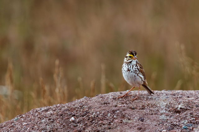 Little Bird on a Rock
