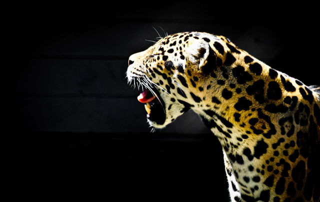 Big Yawns