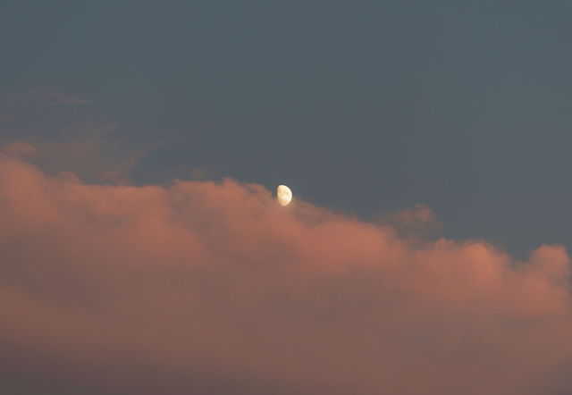 Cotton Candy