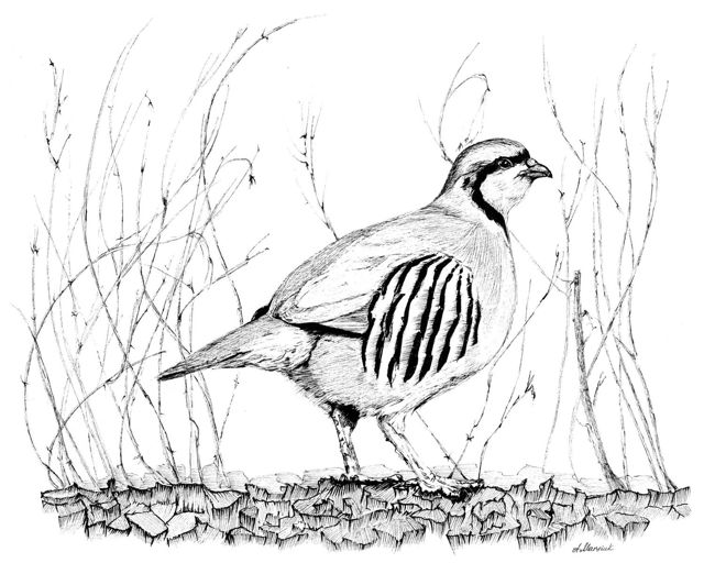 Chukar