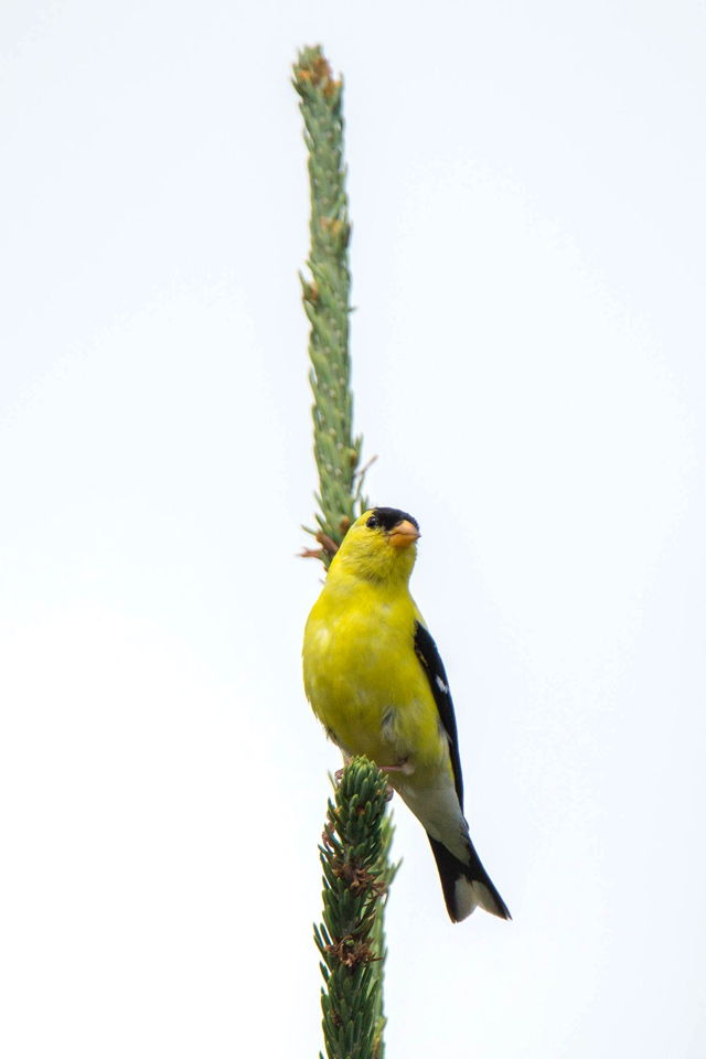 American Goldfinch against cloudy sky