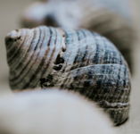 Seashell Macro