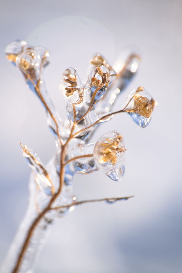 wildflower encapsulated in ice