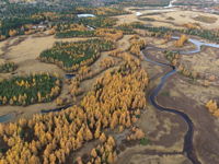 autumn larch