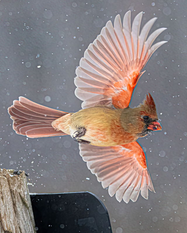 Red Angel